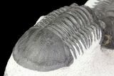 Two Paralejurus Trilobites - Ofaten, Morocco #80326-5